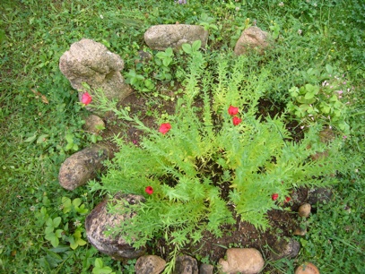 7 Luglio 2009