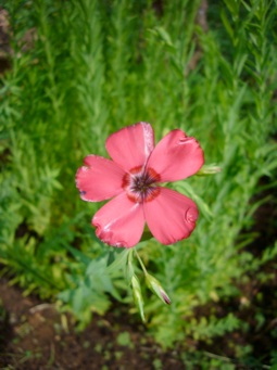 Il fiore di Lucy