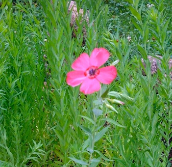 Il fiore di Lucy 1