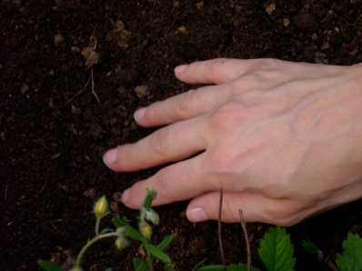 Un fiore per te 1